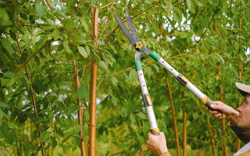 Tree trimming in Kewaskum, WI