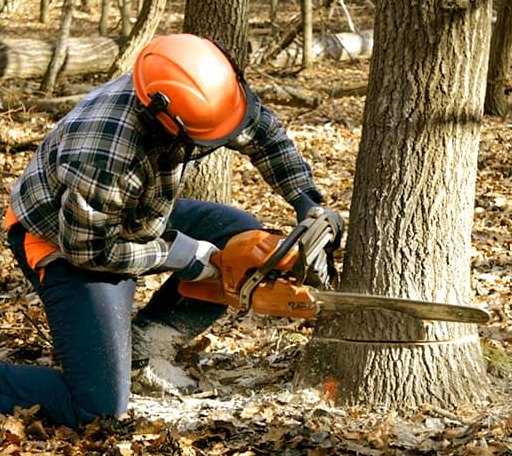 Tree Removal in Kewaskum, WI